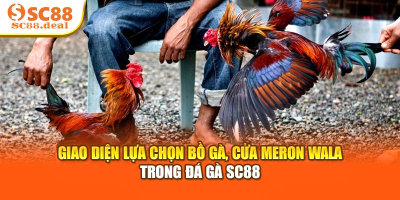 Giao diện lựa chọn bồ gà, cửa Meron Wala trong đá gà SC88